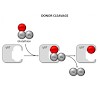 sieber-skerra-_biological_chemistry_comparison_of_enzymatic_properties_and_small_molecule_inhibition_of_-glutamyltrans.100x0.jpeg