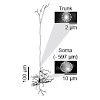 konnerth-tischbirek_et_al_journal_of_physiology_2016_onle_500.100x0.jpeg