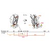 feige_nwg-tum-j__biol__chem_-2017-reitberger-jbc_m117_782284_550.100x0.jpeg