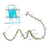 michalakis_wahl-schott_biel_peripherin-2_and_rom-1_have_opposing_e_ects_on_rod_outer_segment_targeting_of_retinitis_pigment.100x0.jpeg