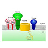 soll-structural_components_involved_in_plastid_protein_import_550.100x0.jpeg