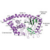 hopfner-structural_and_biochemical_characterization_of_the_cell_fate_determining_nucleotidyltransferase_fold_protein_mab21l1.100x0.jpg