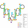 a02_jones-_sattler_journal_of_molecular_cell_biology_2019_challenges_and_perspectives_for_structural_biology_of_lncrnas_-_th.100x0.jpg